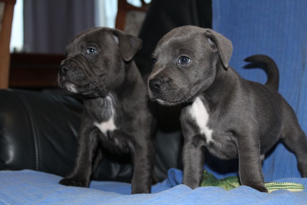 Staffordshire Bull terrier stafik staffik