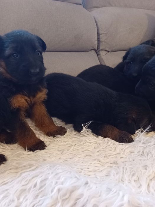 Owczarek niemiecki długowłosy szczeniak