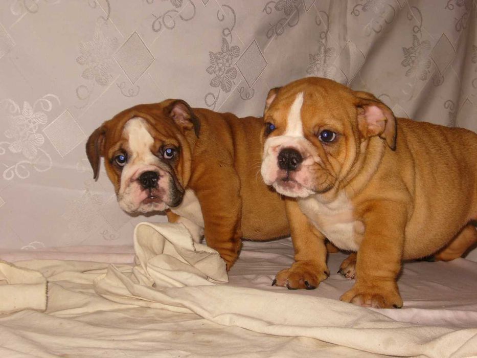 Buldog angielski rudo-białe suczka
