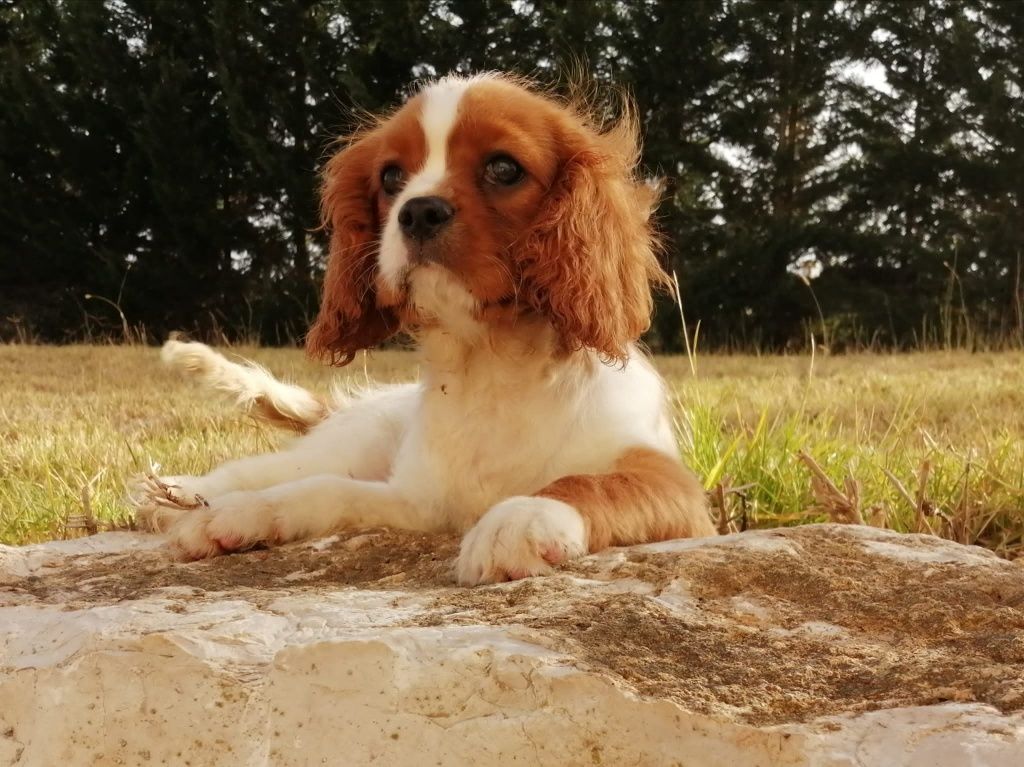 Cavalier King Charles spaniel