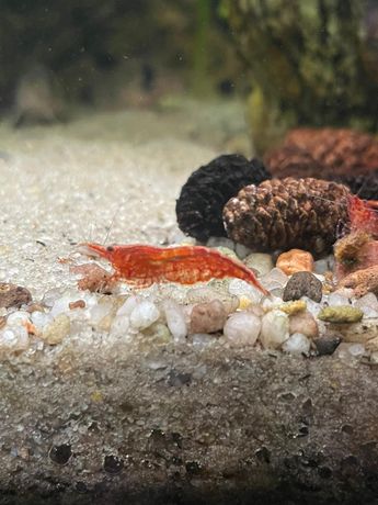 Krewetki akwariowe - Red Cherry - czerwone - neocardina - akwarium