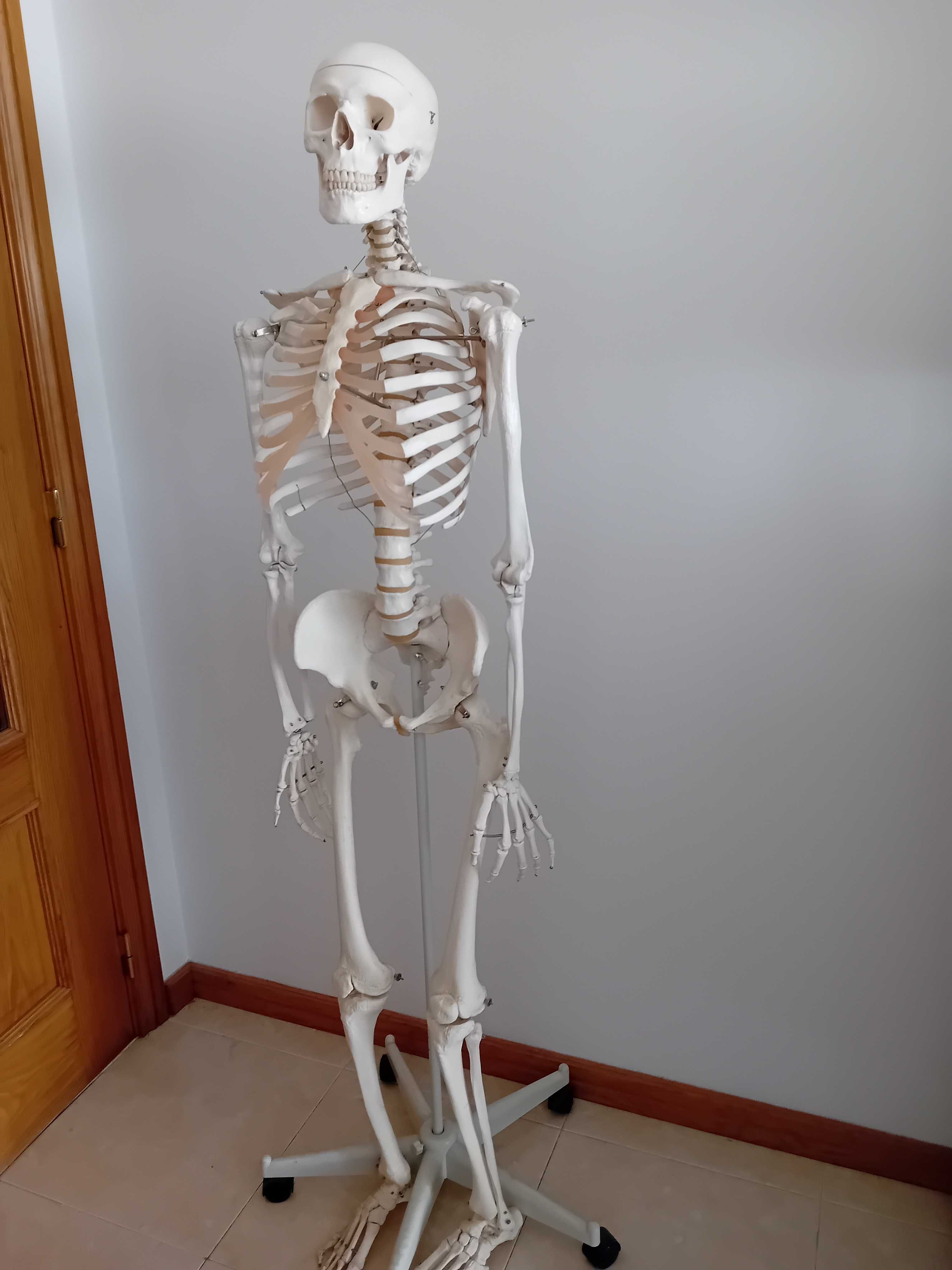 Esqueleto articulado 160cm