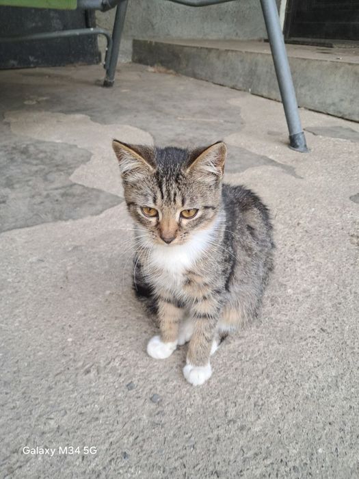 Кошенята шукають дім