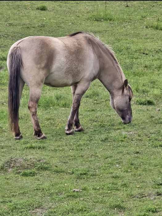 Sprzedam konika polskiego, wałach 2017 – przyjazny dla dzieci