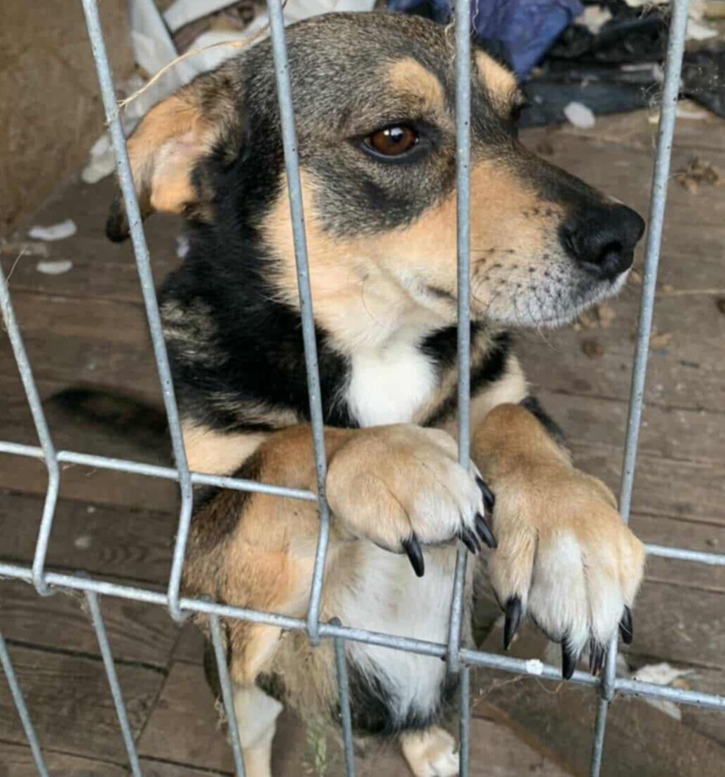 Łagodny, mały pies do adopcji