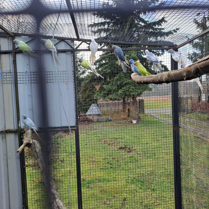 Aleksandretta aleksandretty