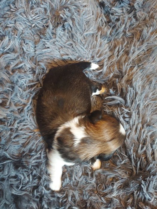 2 krycia  Shih-Tzu-pies reproduktor z rodowodem