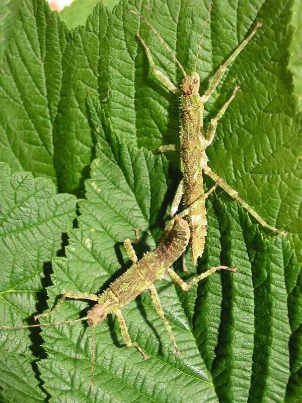 Straszyki nowogwinejskie Eurycantha calcarata 3szt
