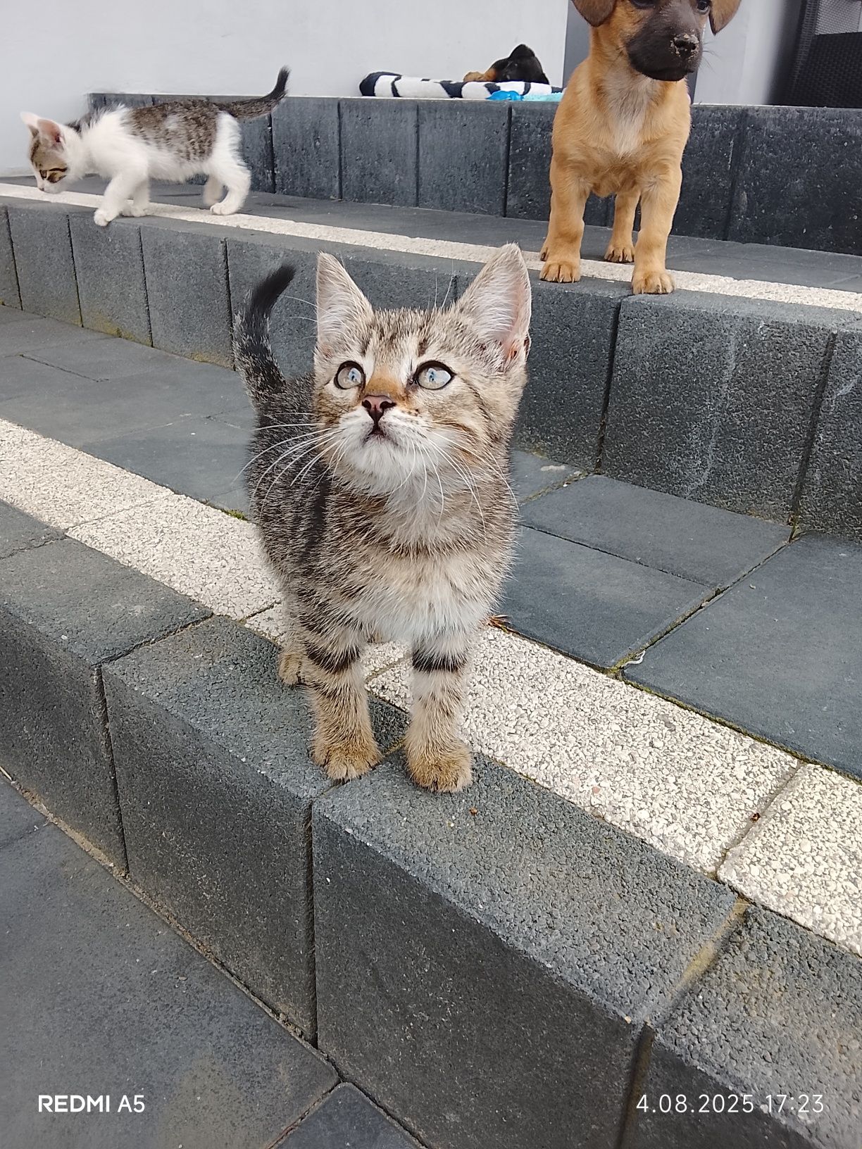 Rezerwacja Kotek do adopcji