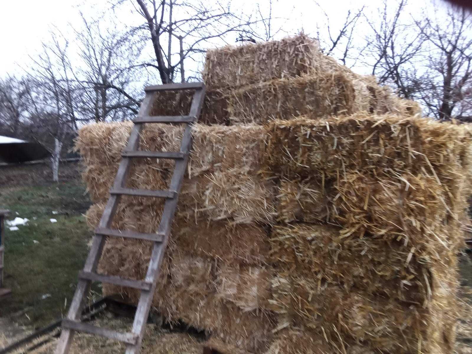 солома в тюках  пшенична. сіно лугове