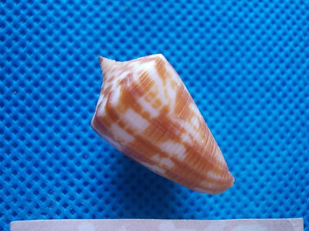 Muszle morskie- Conus dampierensis