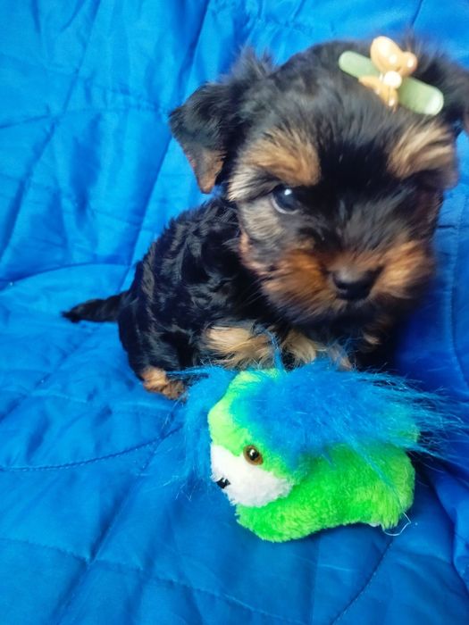 Йорки йоркширський тер'єр