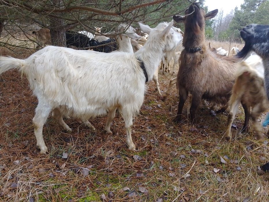 Коза с двумя козлятами