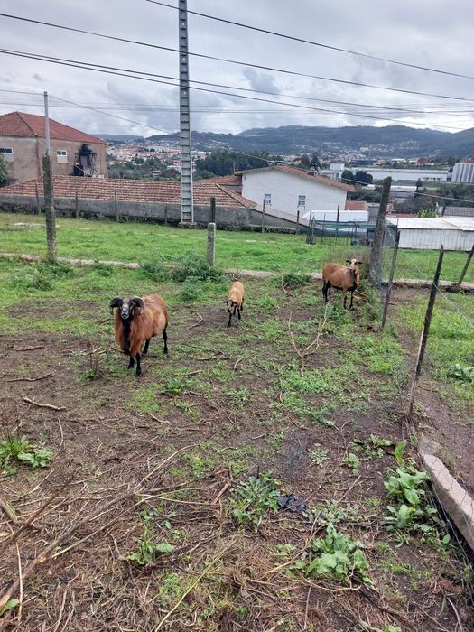 Ovelhas Castanhas e Pretas