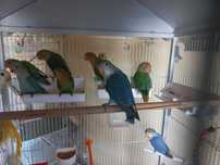 Aves para cedência de 2025