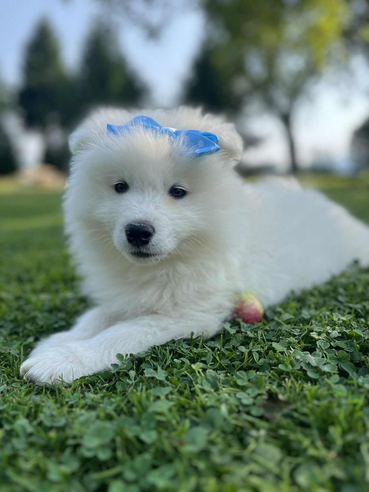 Piękny piesek Samojed/Samoyed GOTOWY DO ODBIORU