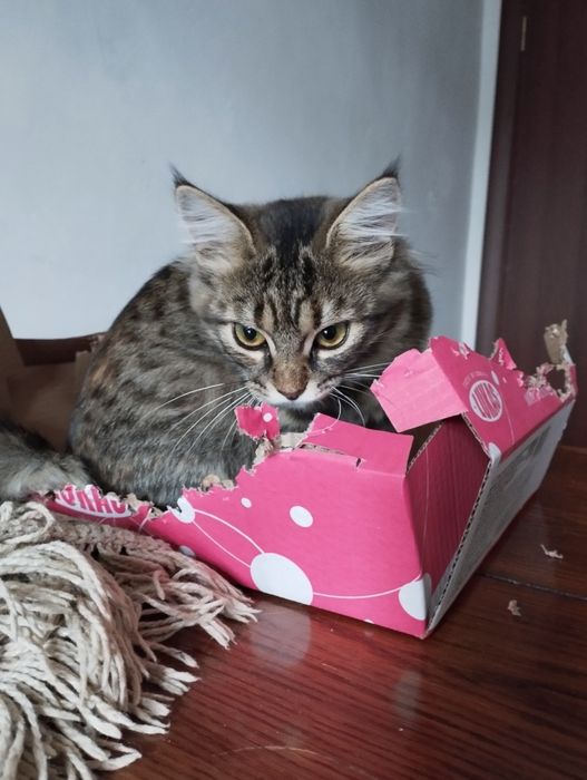 Шукають дім дві кішечки!(Дівчата)