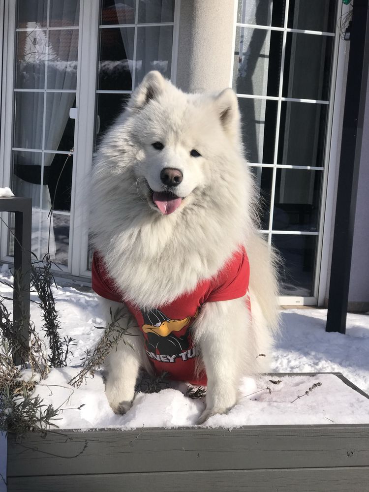 Reproduktor Samoyed FCI