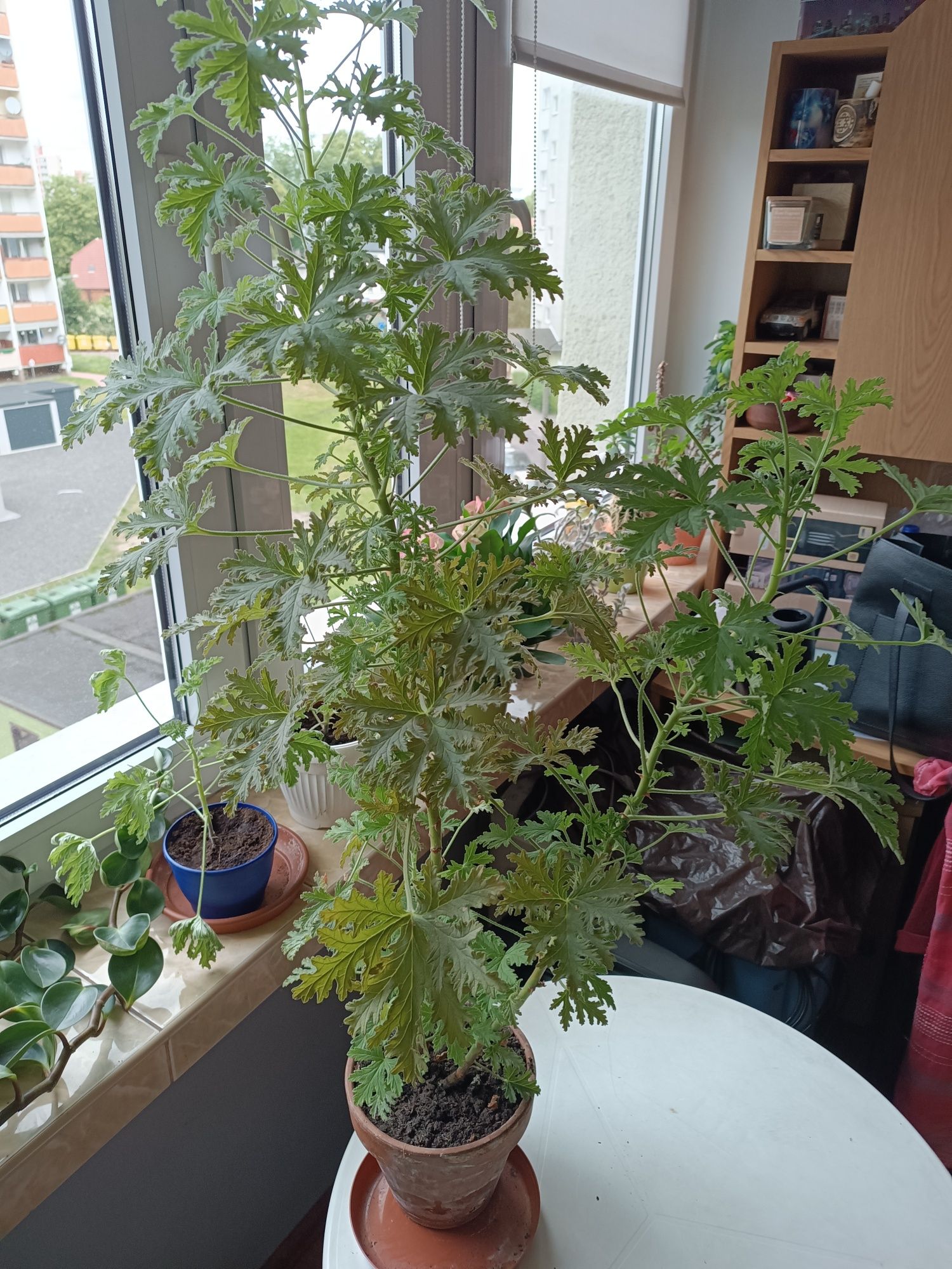 Geranium . Wysokie i zdrowe