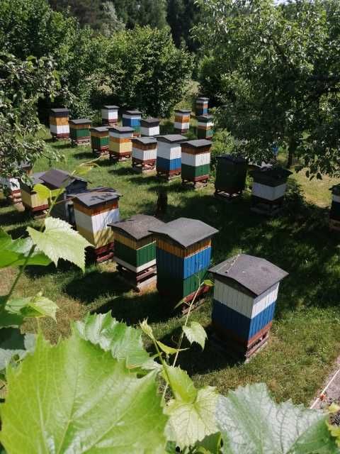 Sprzedam rodziny pszczele w ulach wielkopolskich