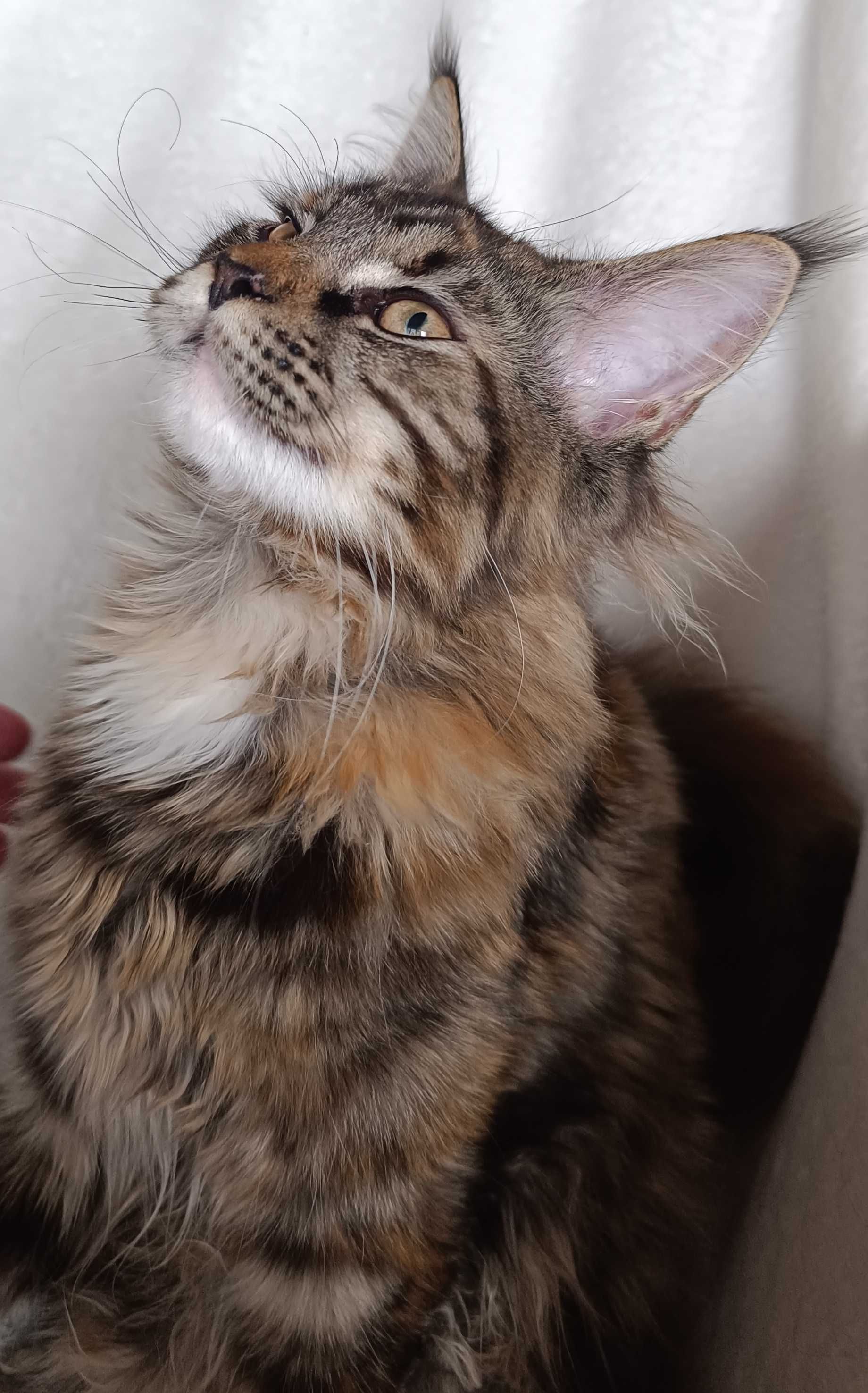 Bella Kotka Maine Coon Szylkretowa Klasycznie Pręgowana
