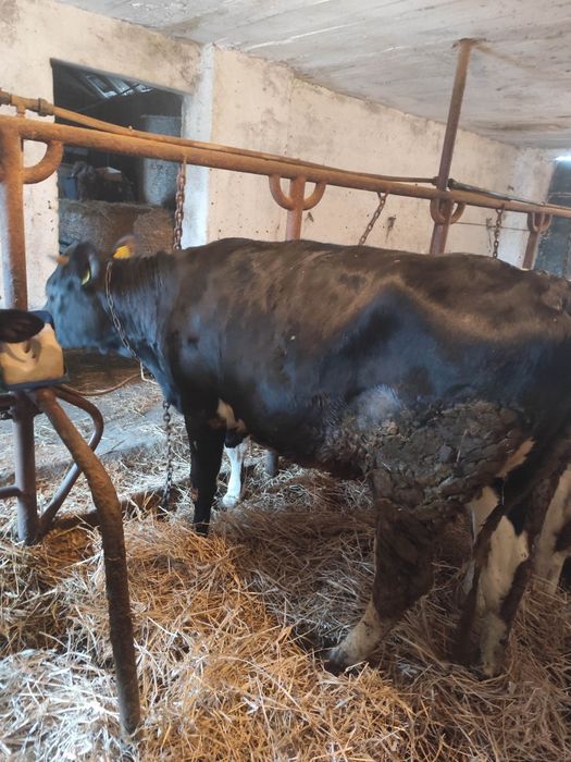 Krowa Jałówka wysokocielna