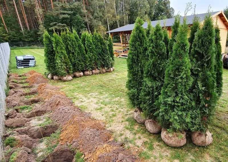 Piękne drzewko na żywopłot TUJA Thuja SZMARAGD wys. 180-200 cm!HIT!