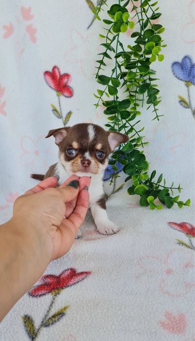 Excelente chocolatinha Chihuahua/Chiuaua mini,Linhagem Russa,Qualidade