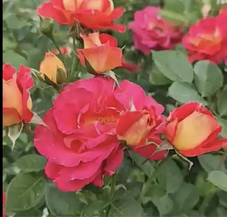 Куст розы, Шневальцер , Арлекин, Симпатия и Боника 82