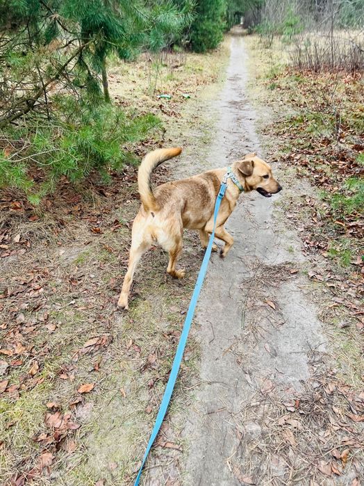 Roczny pies Arczi do adopcji