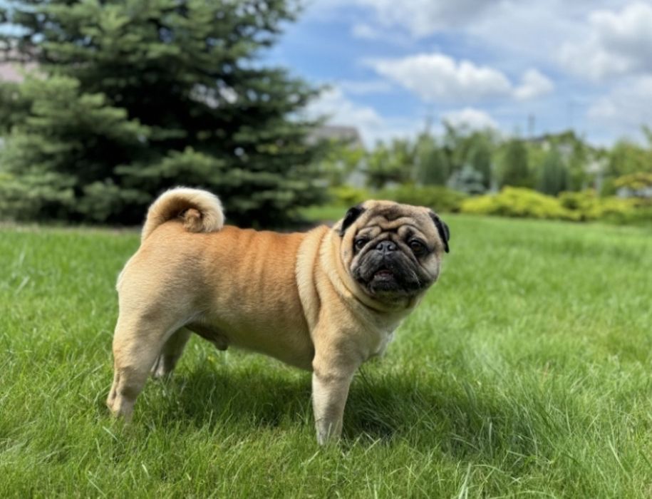 Мопсодітки.  Хлопчики абрикосики.