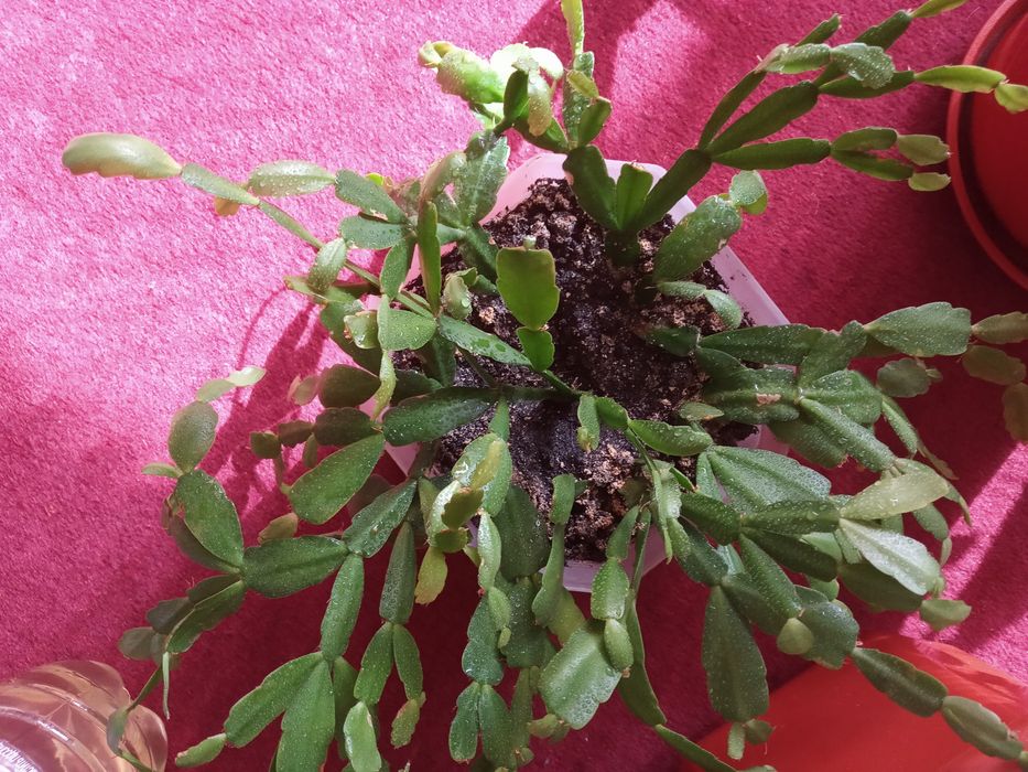 Распродажа шлюмбергера (рождественник)