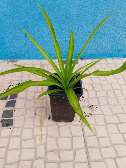 Planta aranha Chlorophytum Comosum