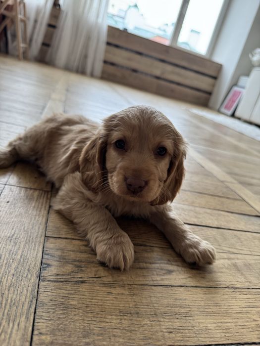 Маленькі цуцики спаніеля . Дітки з документами