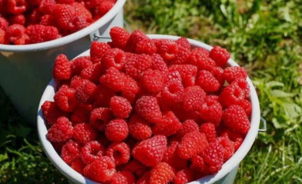 Maliny Polana ładne sadzonki