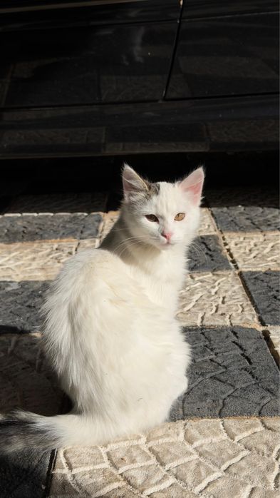 Gata jovem para adoção responsável