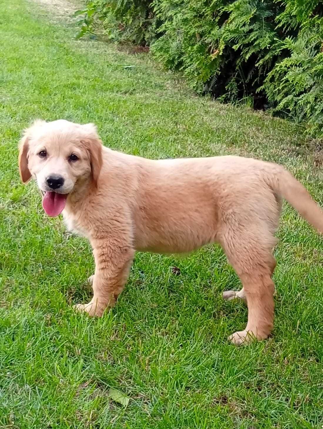 Szczenię golden retriever do odbioru