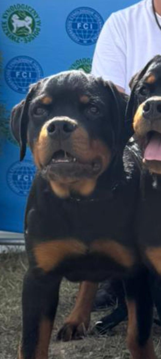 Rottweiler 4 miesiące pies FCI