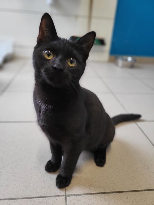 6 miesięczny kociak Helmans szuka domu