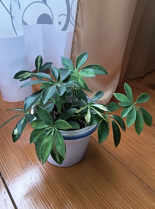 Шефлера  250 грн