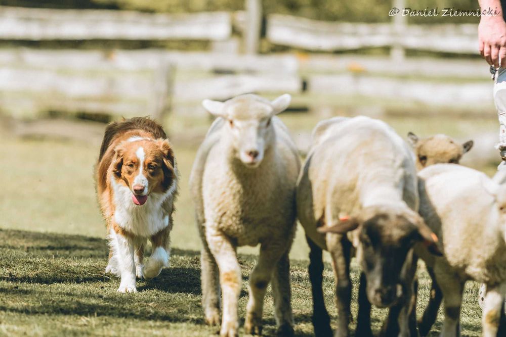 Owczarek Australijski typ Amerykański Suczka Blue Merle