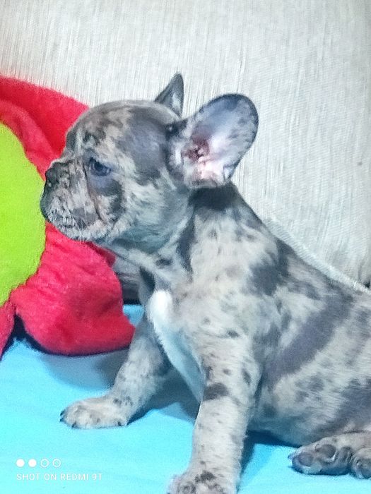 Малыши крепыши ).