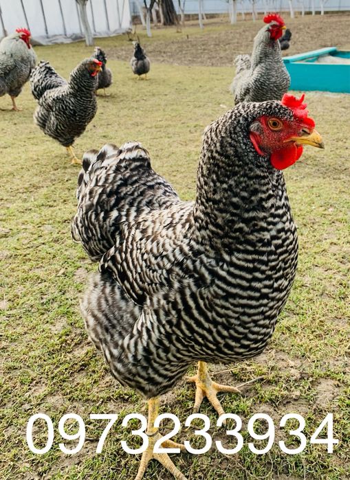 Інкубаційне яйце Амроксів