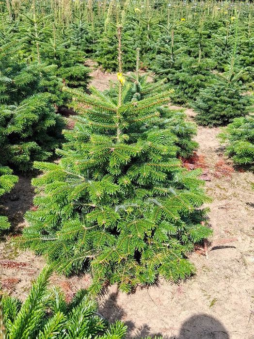 Jodła Kaukaska ukorzeniona rosnąca w donicy 100 - 150 - TuChoinki.pl