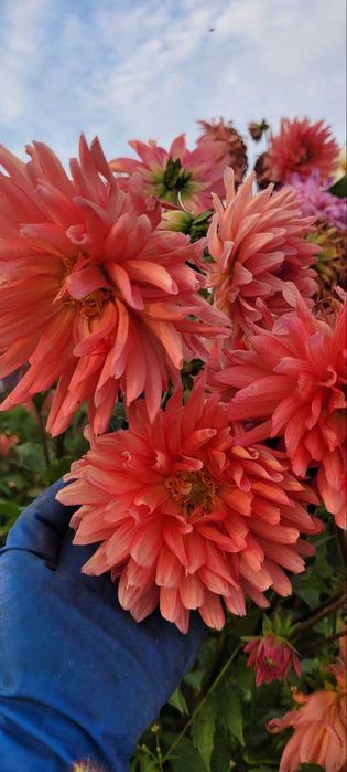 Садженці  жоржин