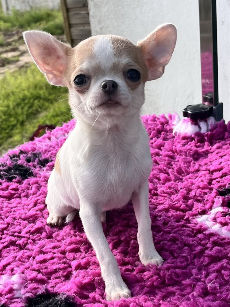 Chihuahua Macho disponivel