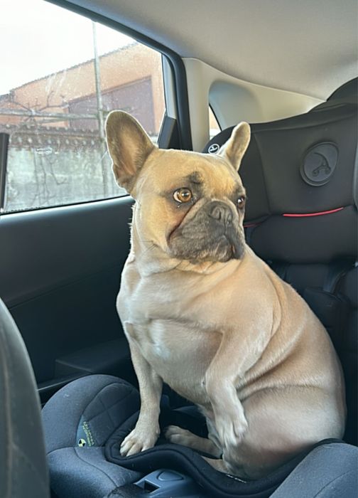 Продам французького бульдога