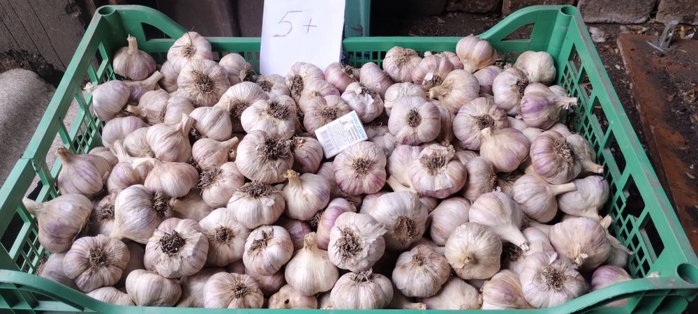 Продається часник "Любаша"