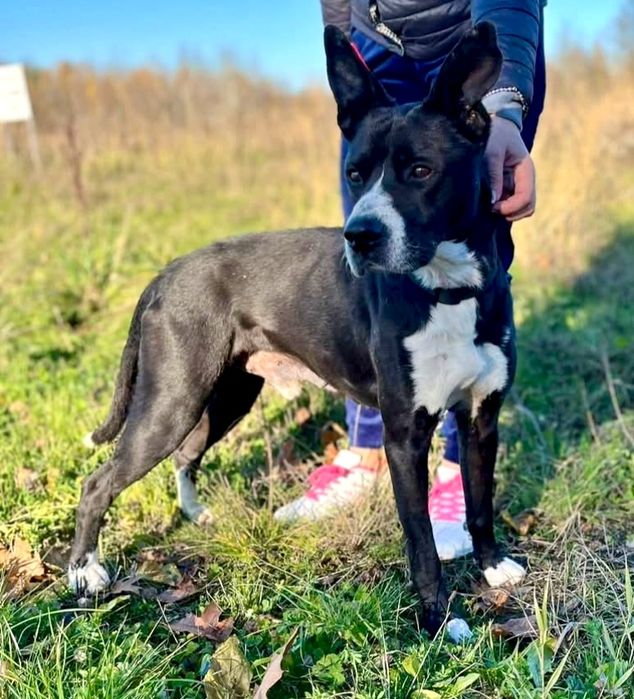 Kochane Wedel bardzo prosi o dom...