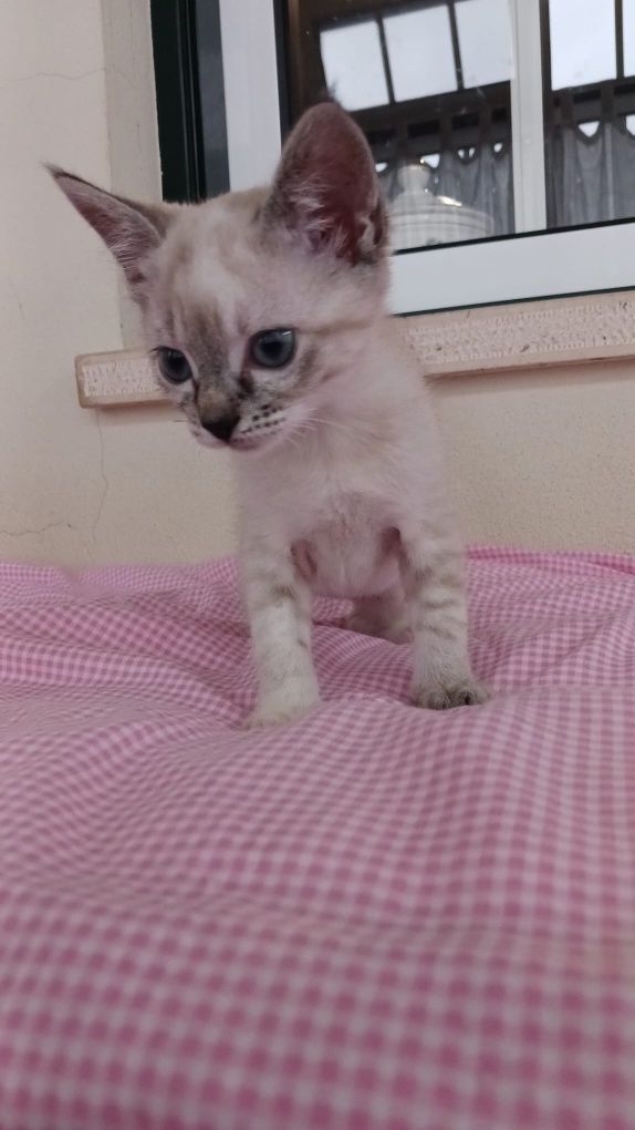 Gatinho bebe para adoção